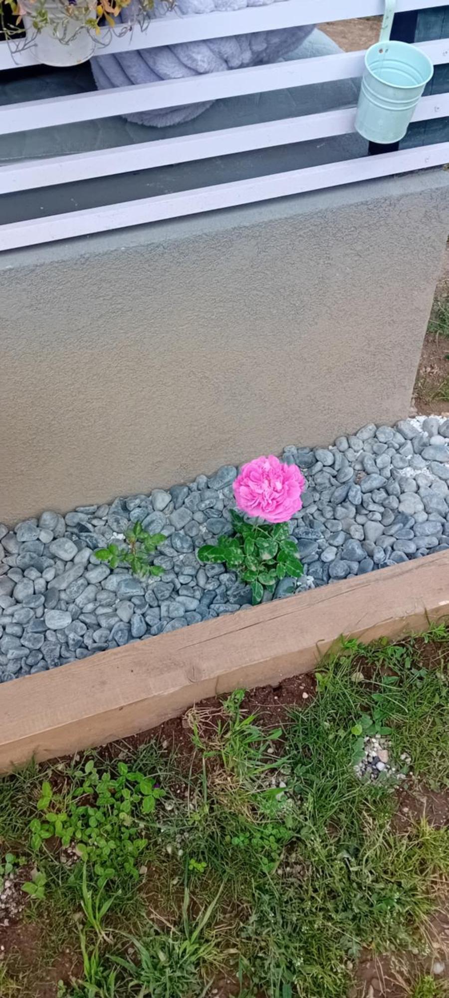 Rose Room 40M2 With Terrace 25M2 In Greeny Area For 4 Person Ljubljana Extérieur photo